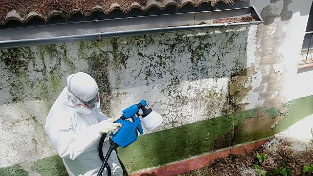 Top rated local Mold Remediation specialists in Severn, MD